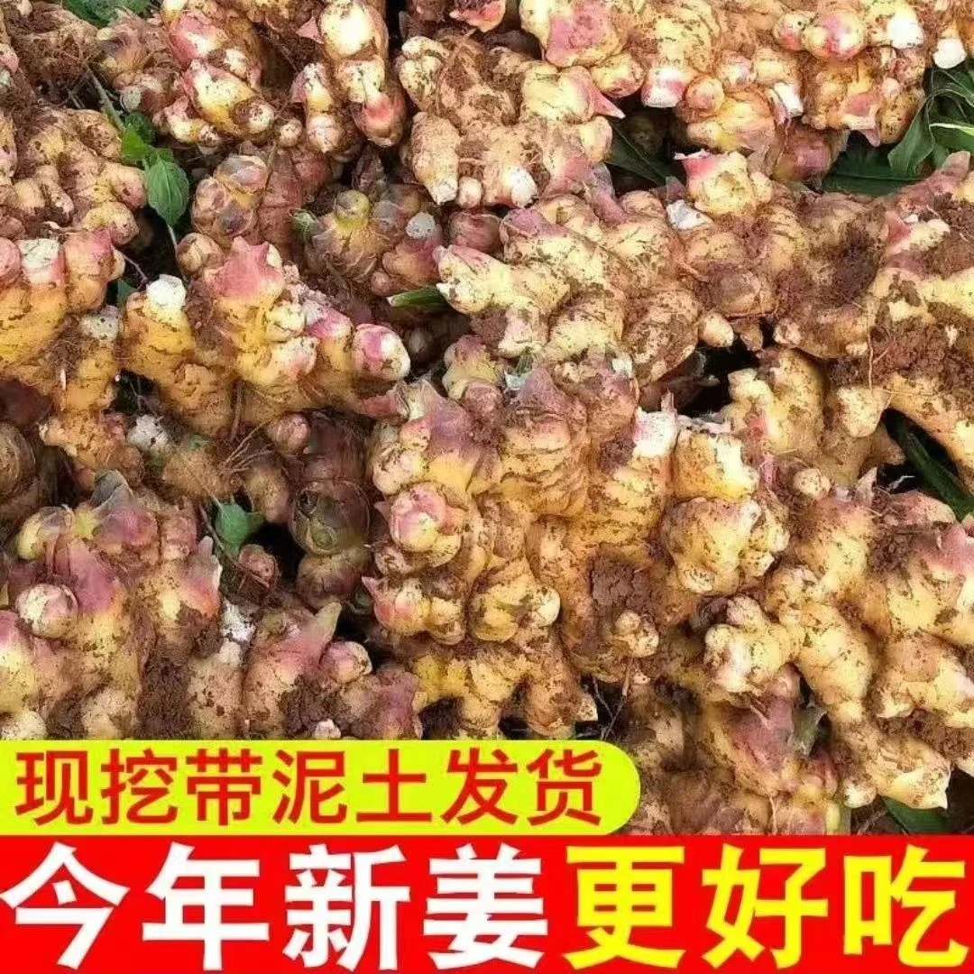 2023年新高山小黄姜姜农家生姜月子姜原生态无硫黄姜时令蔬菜包邮