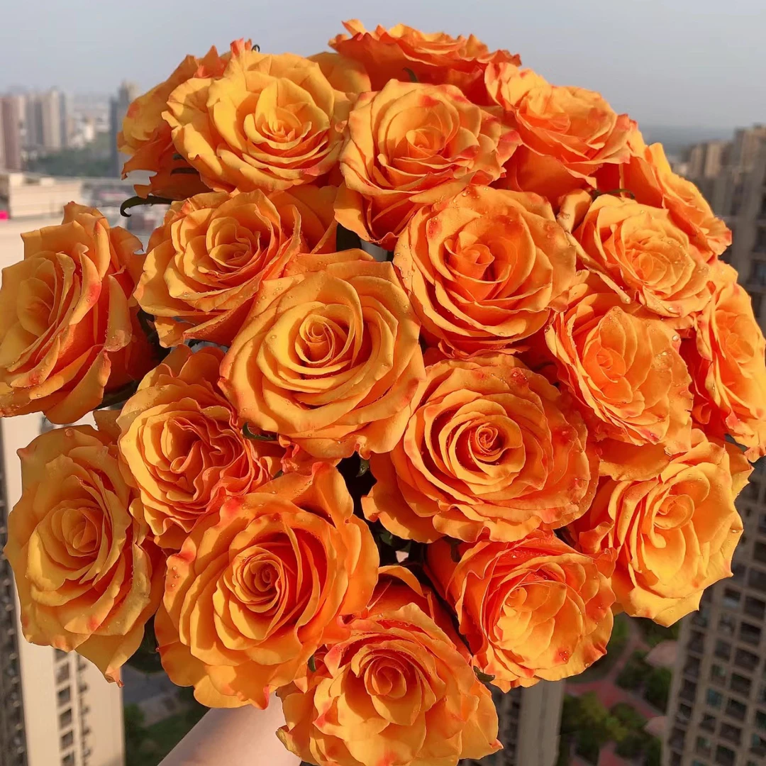 【花倾心月季——辉煌】金黄色玫瑰切花，直立高杯 花园植物 盆栽花卉