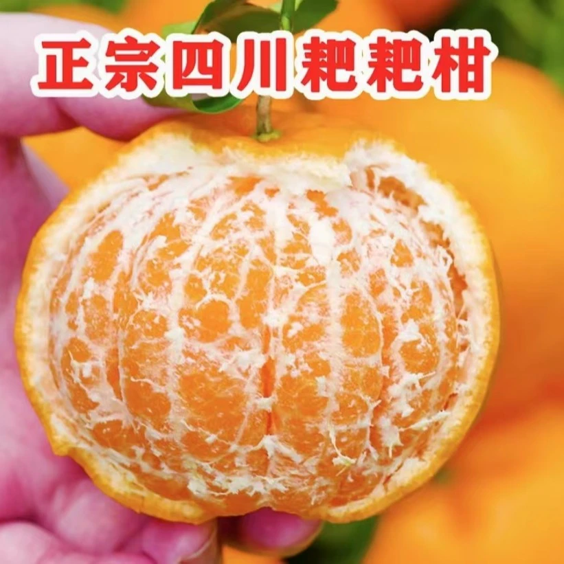 奶茶专属】四川春见耙耙柑5/8/9斤爆汁清甜爽口新鲜采摘多汁