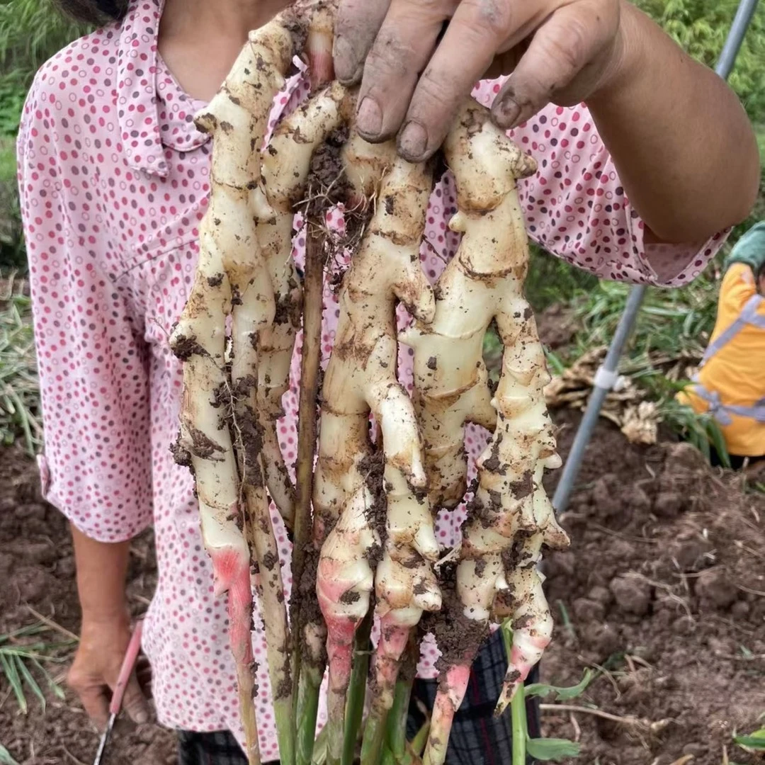 2024四川犍为麻柳姜泡姜仔姜