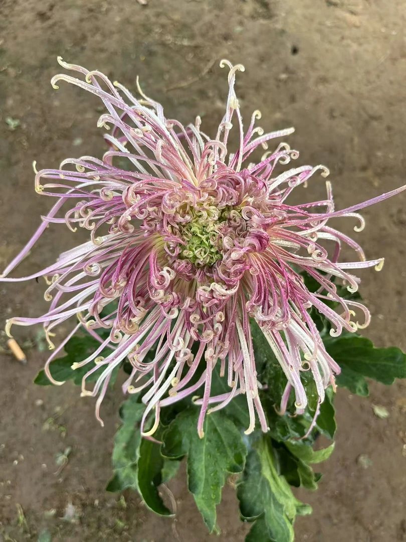 淡妆垂露（精品线菊稀有独本菊）