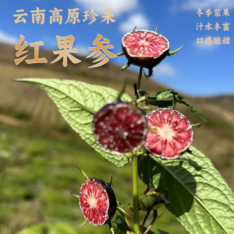 健康好礼新鲜云南高原水果【红果参大果】现摘春节500克包邮