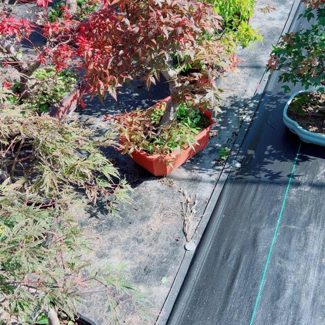 太****宝枫树枫树枫树