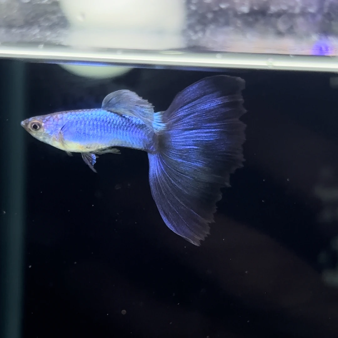 辛加蓝孔雀鱼（签收拍开箱视频）