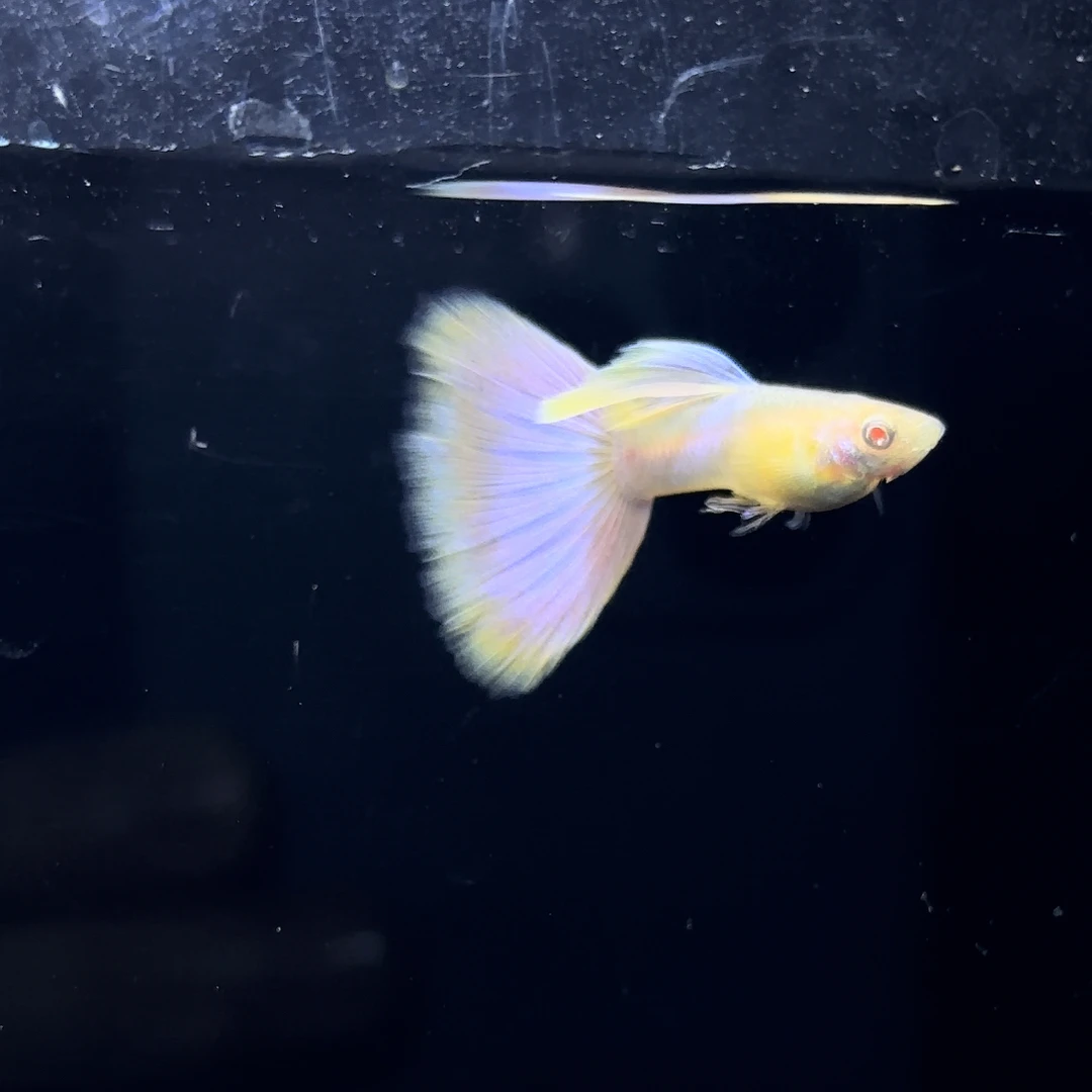 天使彩虹孔雀鱼（签收拍开箱视频）