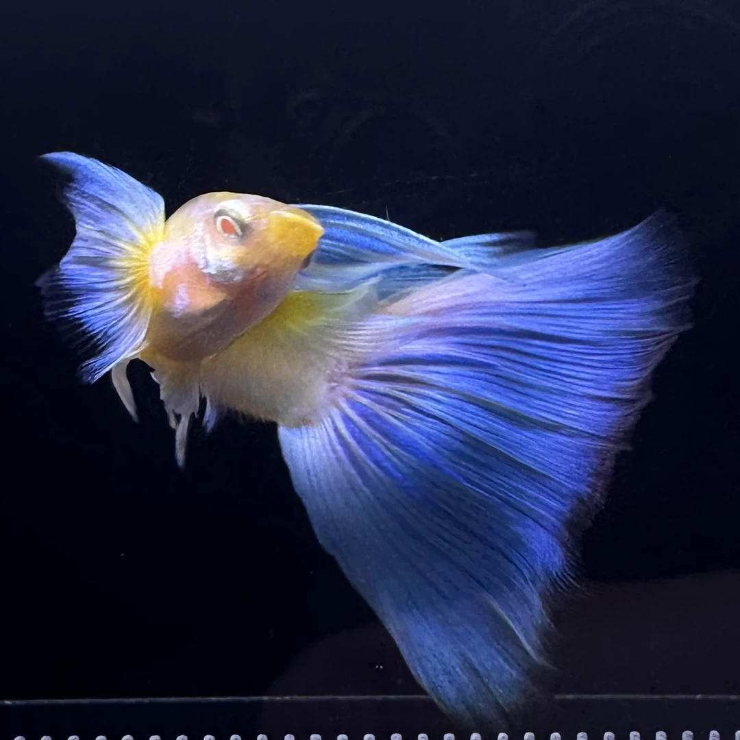 蓝白欧意飞船孔雀鱼（包邮）（死鱼请联系客服）