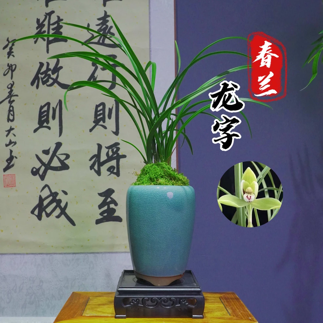 春兰名品 [ 龙字] 浓香型好养易活带陶瓷盆种好室内客厅开花盆栽