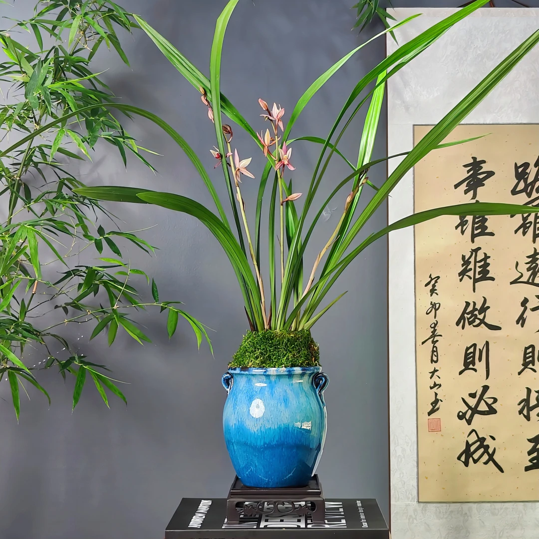 [优选] 建兰名品 玉如娇 浓香型阳台绿植盆栽花卉四季兰