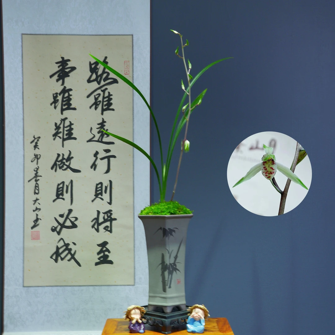 寒兰[杨贵妃]带陶瓷盆种好适合新手好养易活