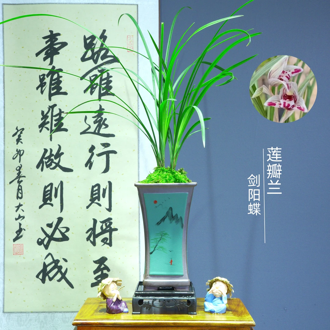莲瓣兰[剑阳蝶]带山水画陶瓷盆种好适合新手好养易活