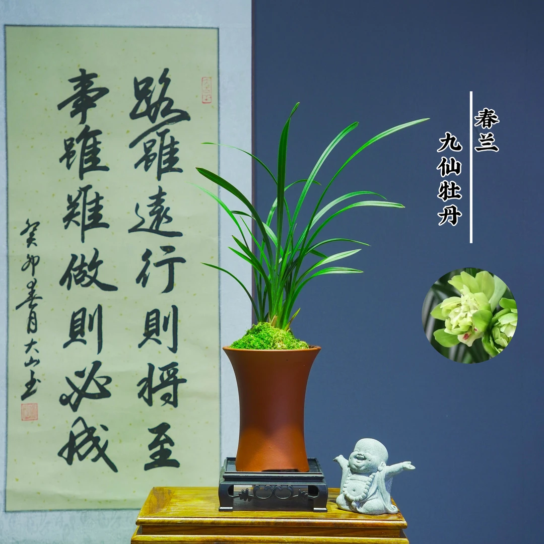 春兰[九仙牡丹]不带盆种好适合新手好养易活
