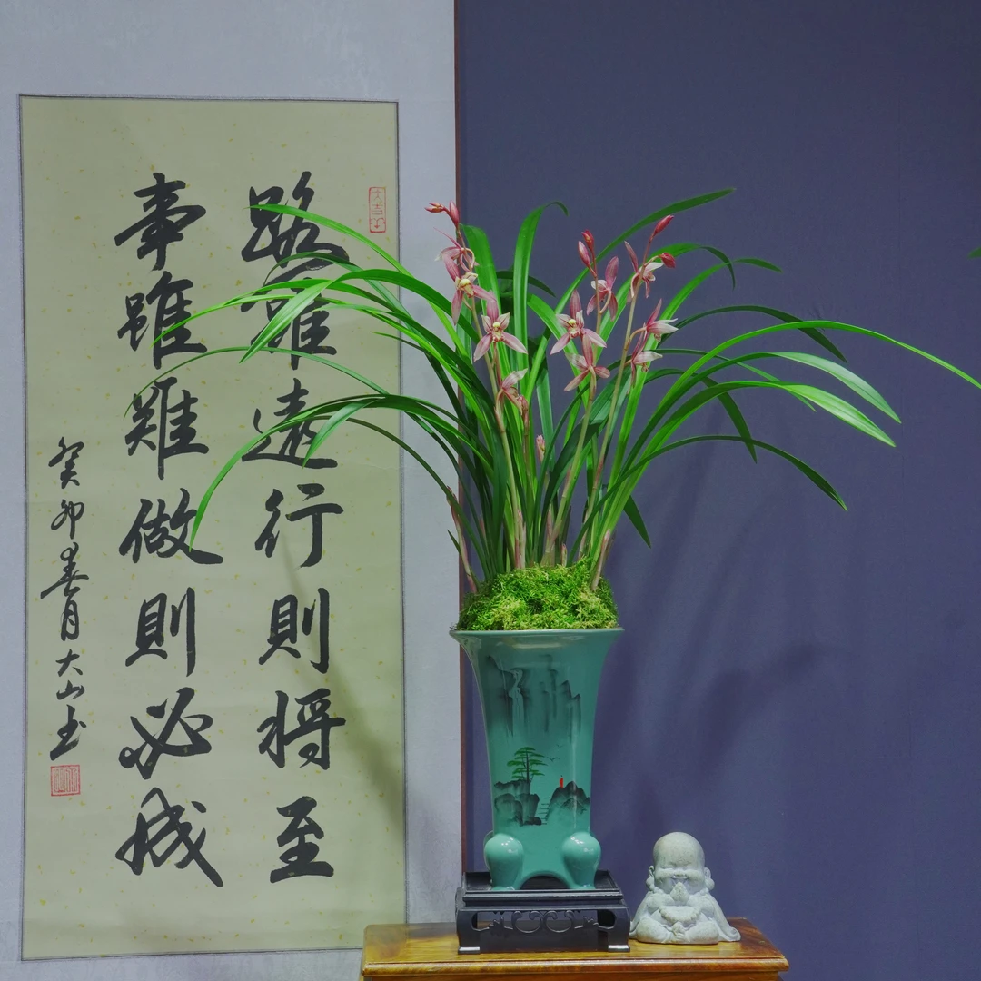 建兰铭品[市长红]带李白陶瓷盆种好适合新手好养易活四季