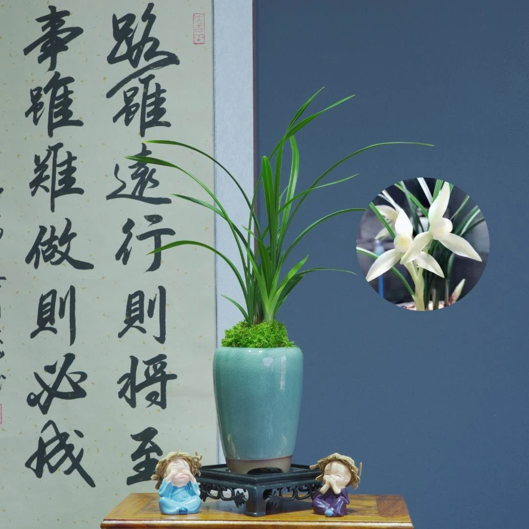 春兰[白雪公主]兰花浓香型花卉办公室内易养活美观