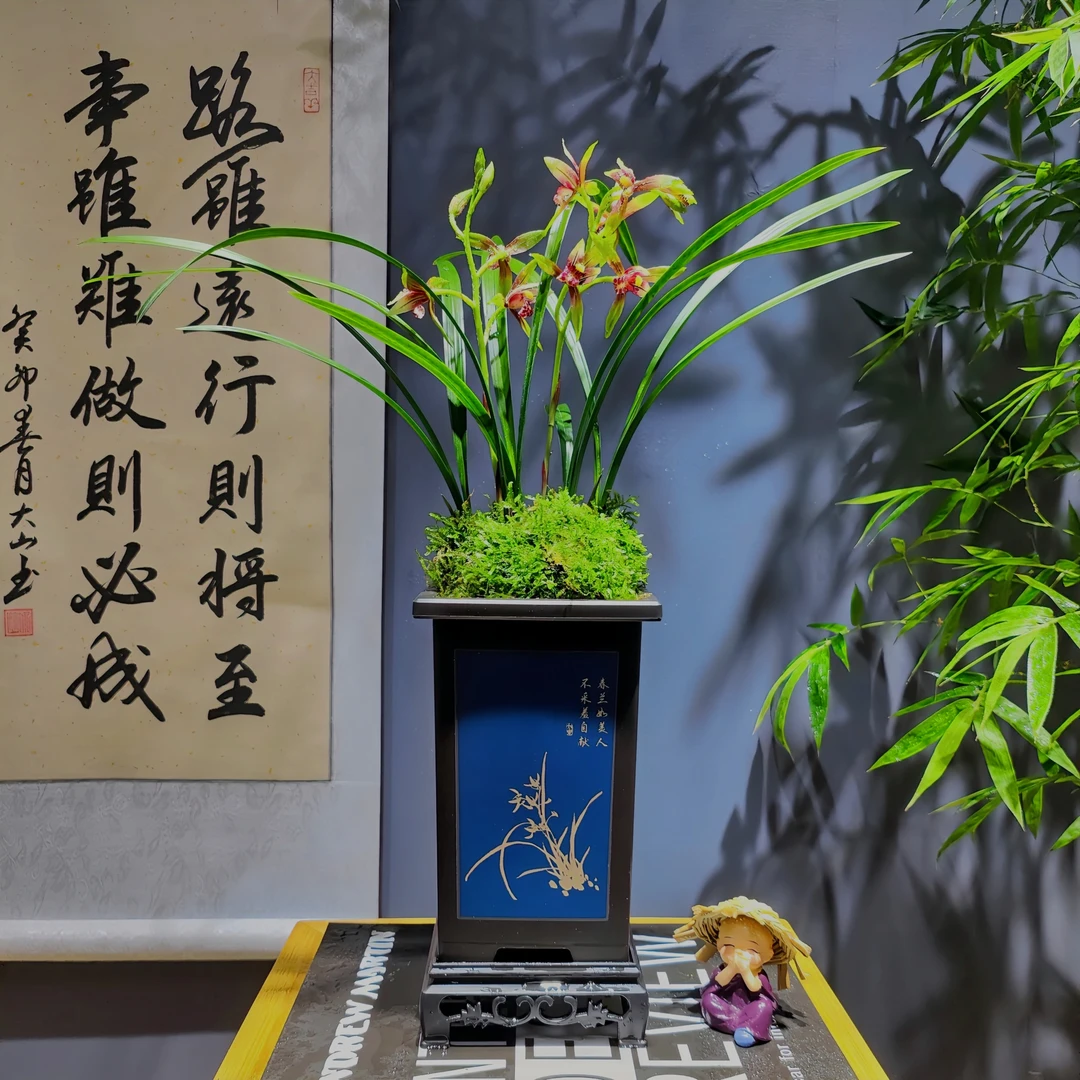 建兰名品 [小国魂] 带花苞 浓香型 好养易活 室内客厅开花盆栽
