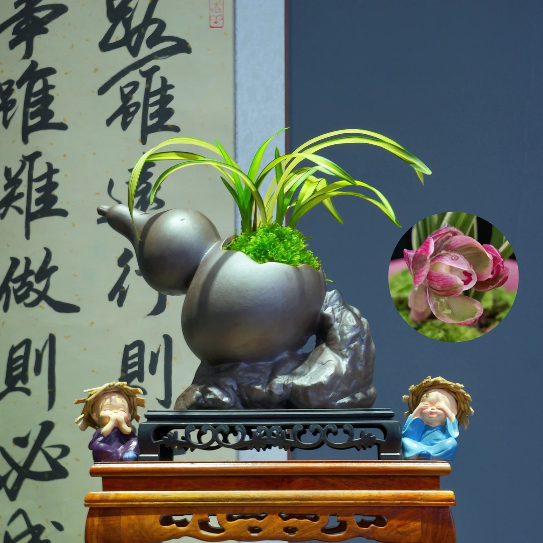 兰花[倾城]带葫芦陶瓷盆种好适合新手好养易活