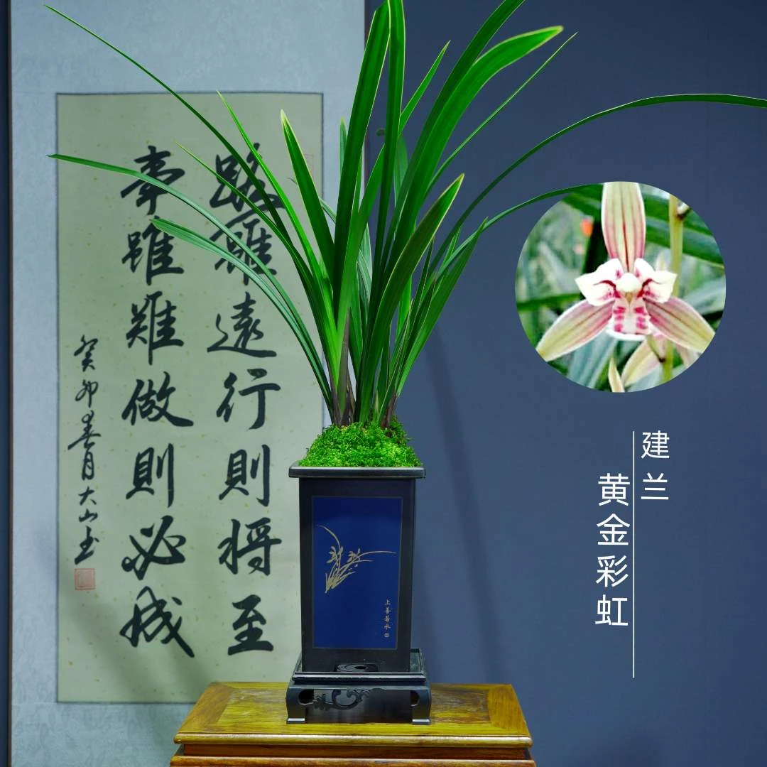 建兰[黄金彩虹]带国风盆种好适合新手好养易活