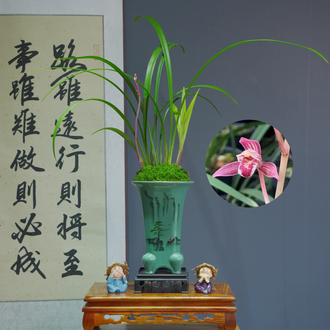 建兰铭品[市长红]带李白陶瓷盆种好适合新手好养易活