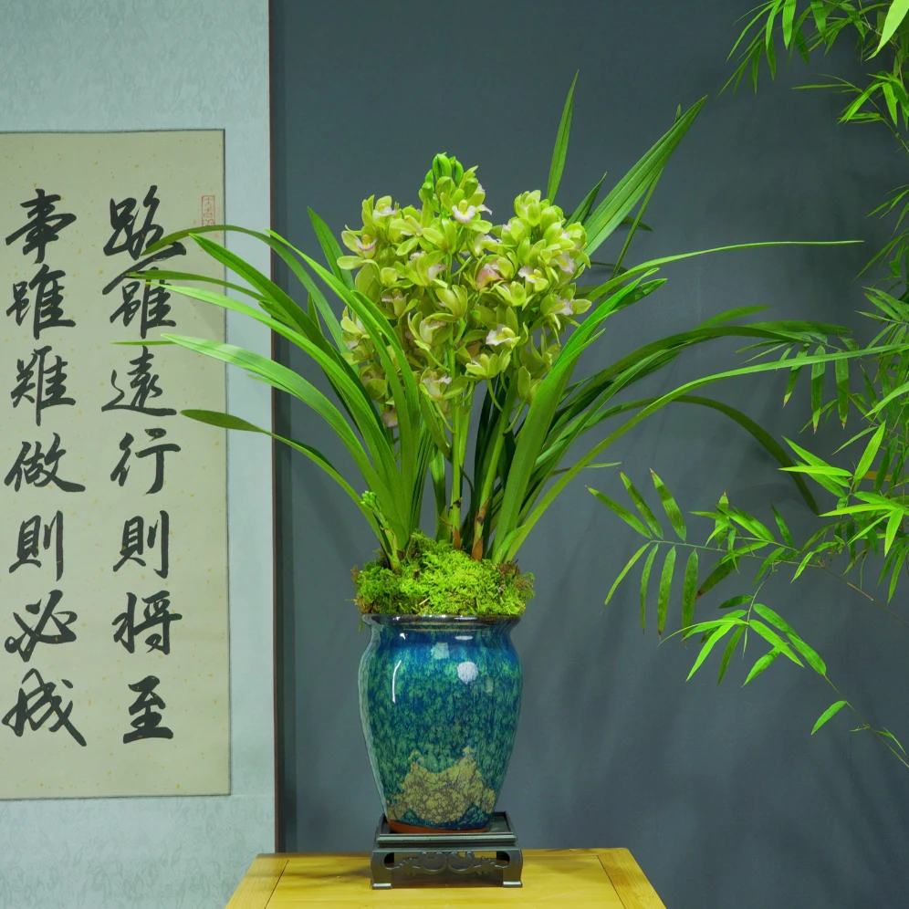 兰花[锦上添花]香水香兰浓香型带陶瓷盆种好勤花勤芽好养易活