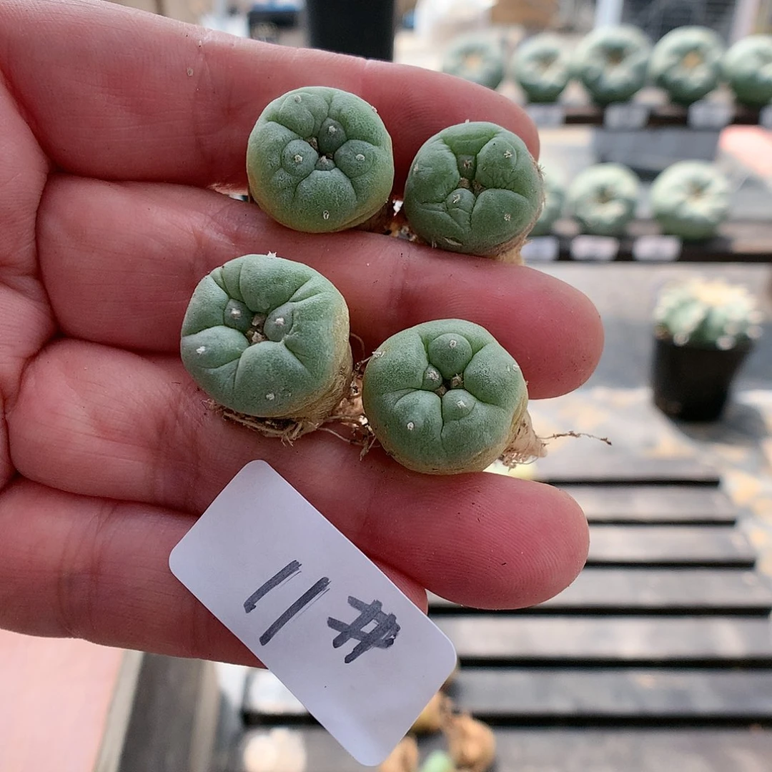 11实生 优选株 1.6cm左右
