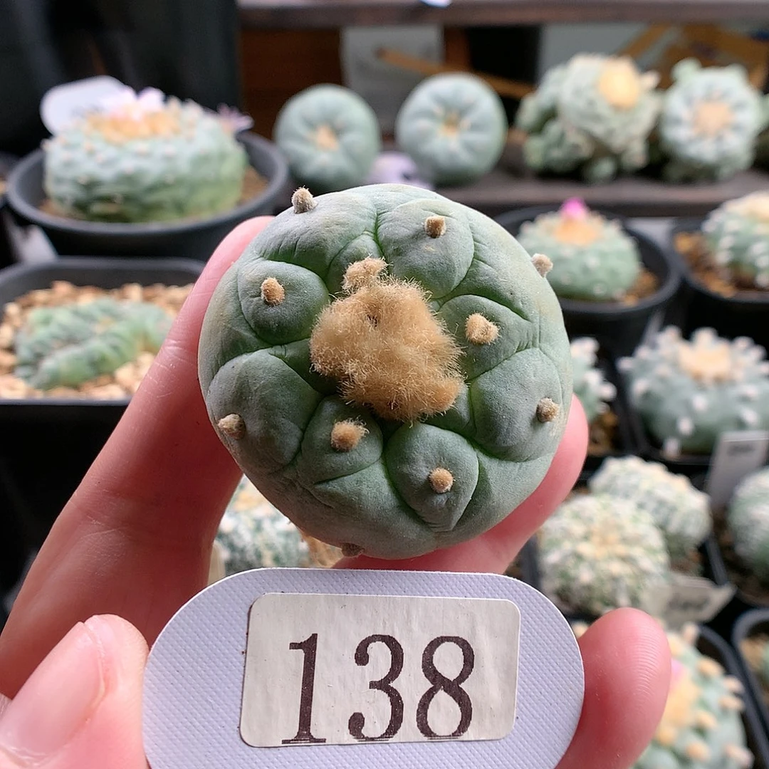 仙人球 侧牙萝卜腿自根 4.3cm左右