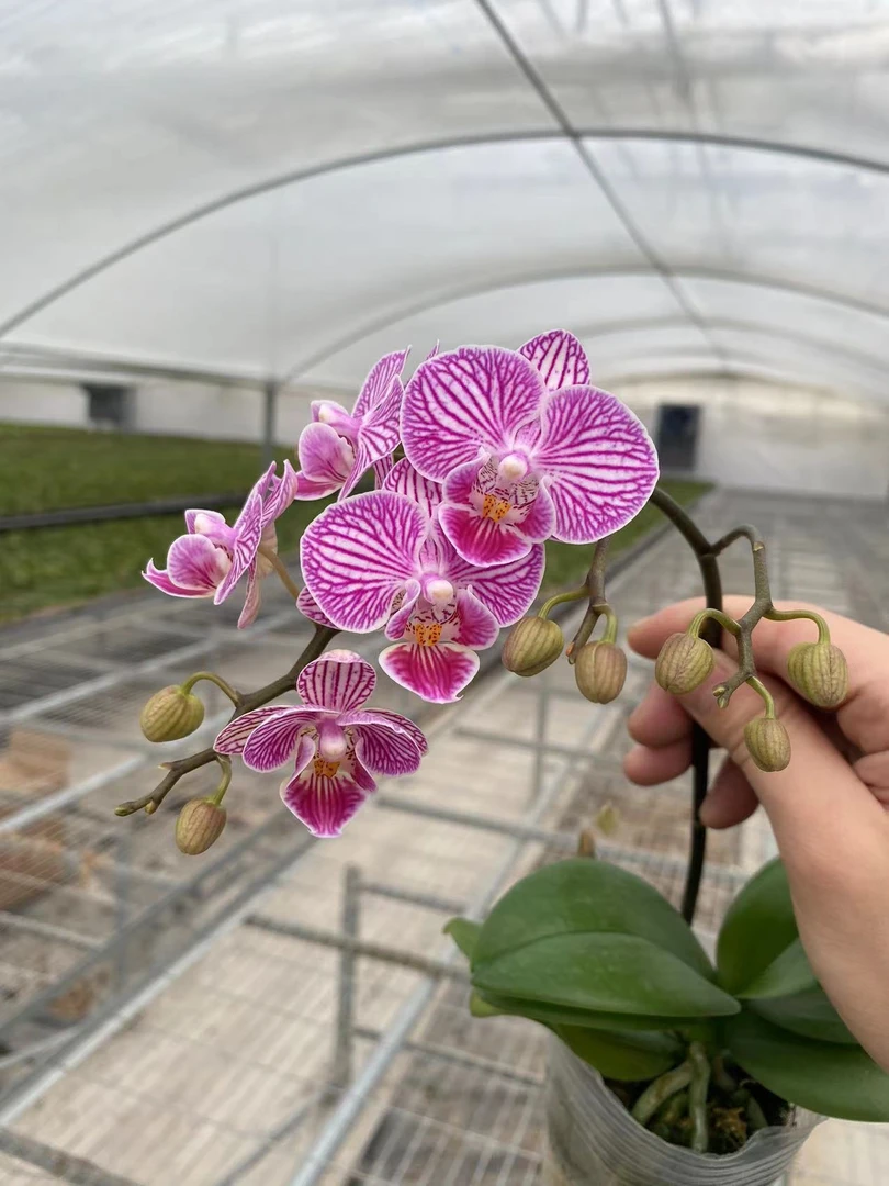 带剑《美猴王》2.8寸杯蝴蝶兰【任意满两颗包邮发货】