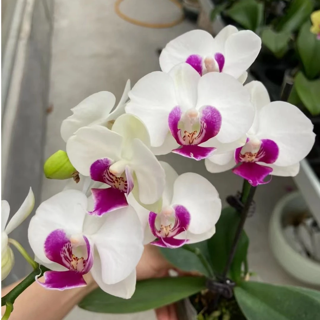 瑕疵苗/带剑《雪玉》2.8寸杯【根系少，满20包邮】蝴蝶兰