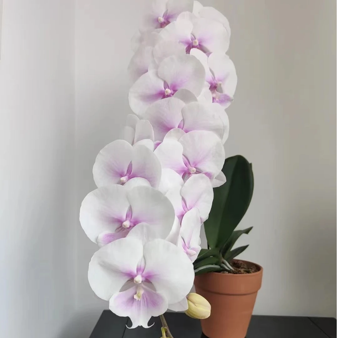 处理瑕疵苗《甜美人/棉花糖》3.5寸杯蝴蝶兰【苗偏小，根少】不带剑