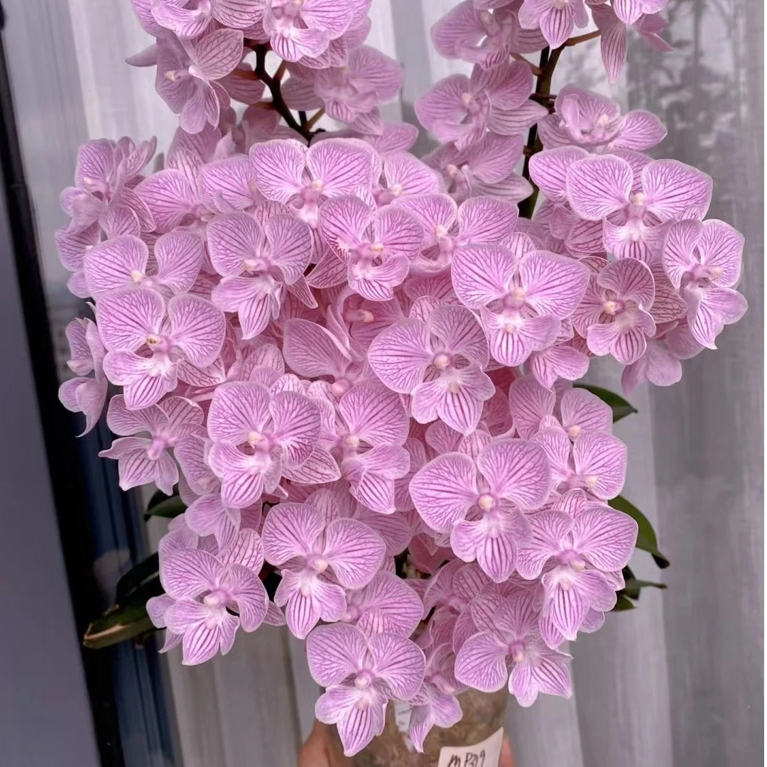 带剑《樱花大舌头》3.5寸杯蝴蝶兰