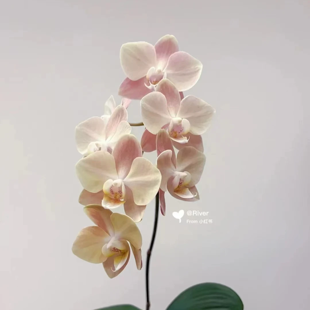 处理花后苗《白纱/白月光》】2.8寸杯蝴蝶兰【没根，品种问题】