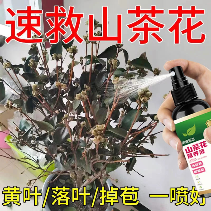 山茶花专用营养液急救黄叶落叶枯萎掉花苞壮根抗病害促发芽液体肥
