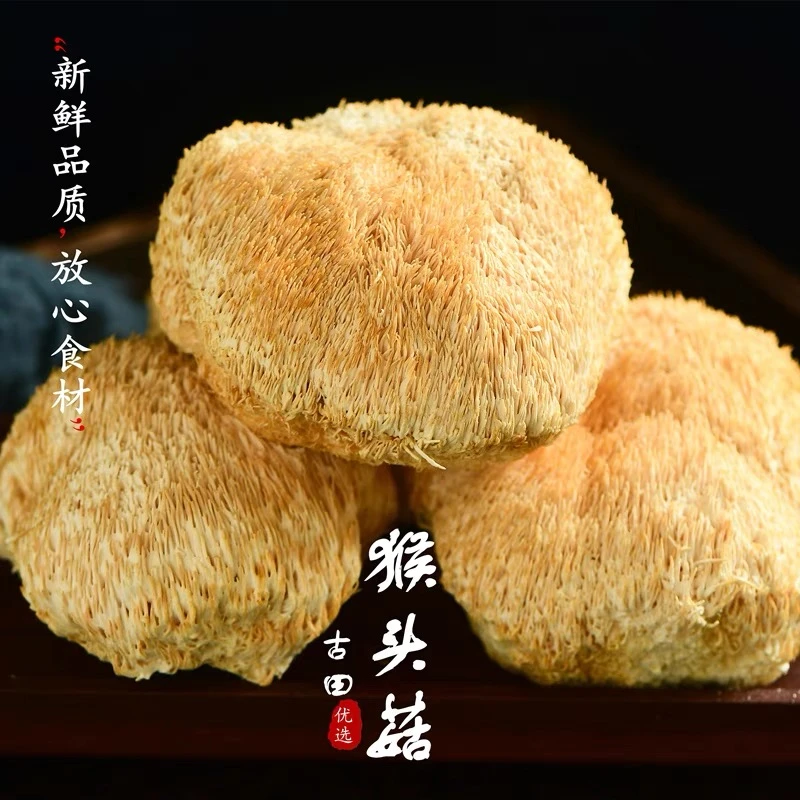 古田农家猴头菇干货特产猴头菇非野生新鲜无硫煲汤养胃食材100g