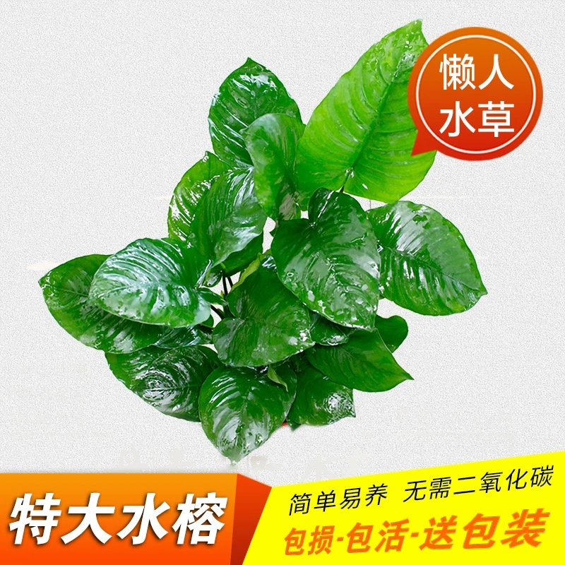 【新粉福利】金钱巴榕 辣椒榕 阴性水草无需底沙