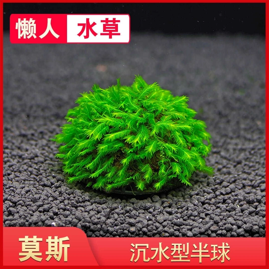 【买1发2】懒人水草美凤新手莫斯半球无需底沙新手