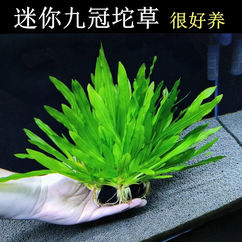 【迷你九冠坨草】带根整坨 阴性水草鱼缸净水