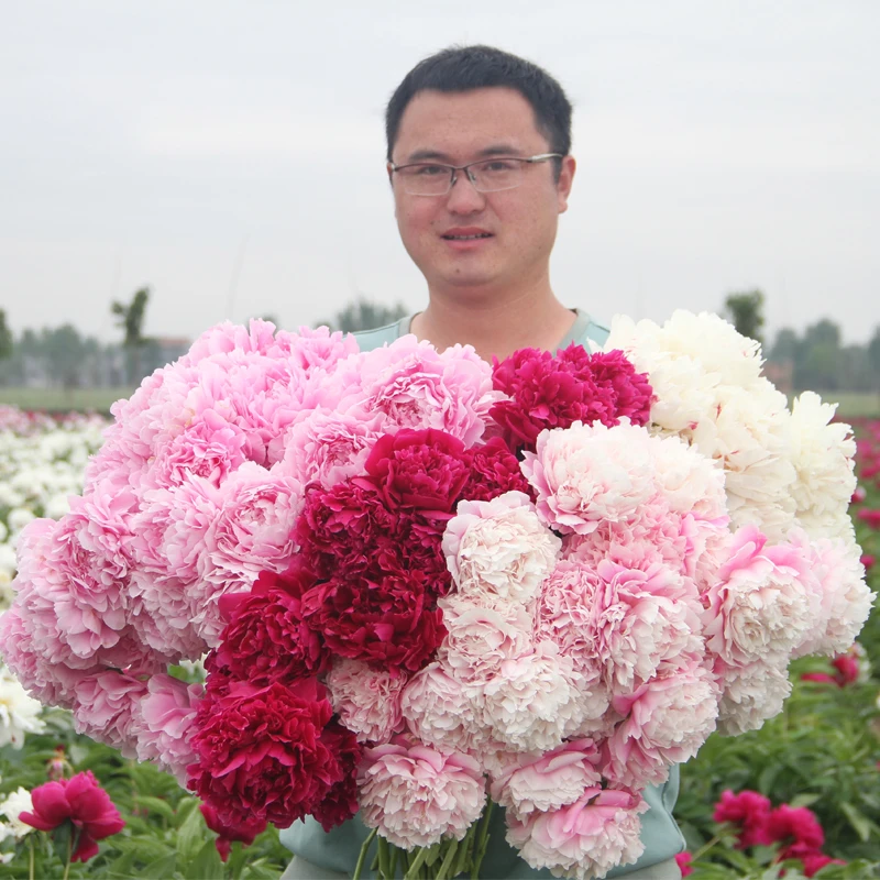 重瓣芍药花苗裸根地栽绿植花卉