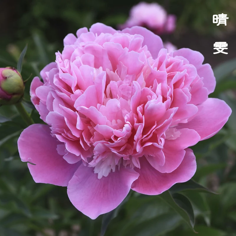 晴雯芍药花苗裸根地栽庭院花卉大颗