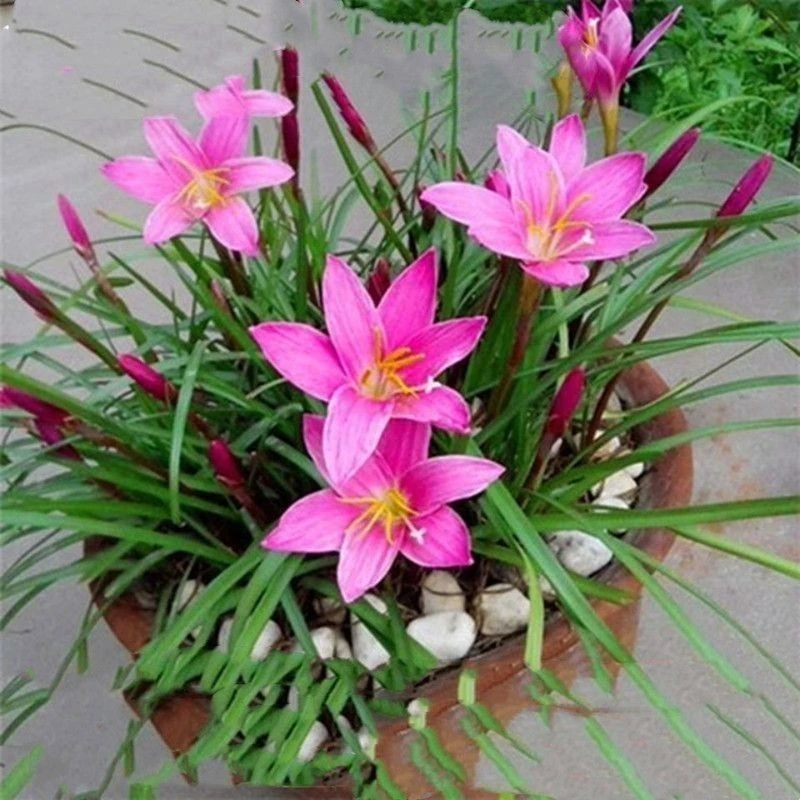 风雨兰多年生种球花卉韭兰花阳台室内外好养花卉耐寒植物年年开花
