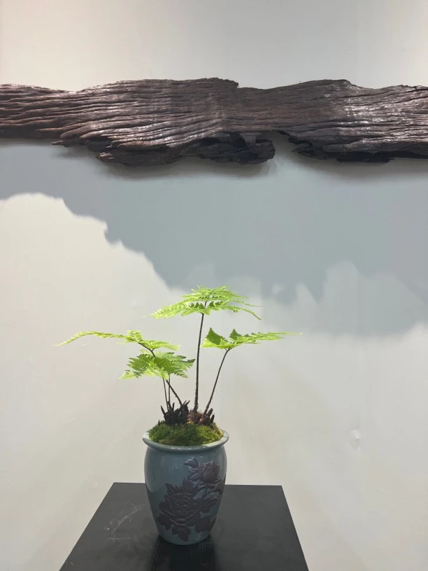 （一物一拍）水培紫琪蕨，常年常青，给水就活，喜阴不喜阳