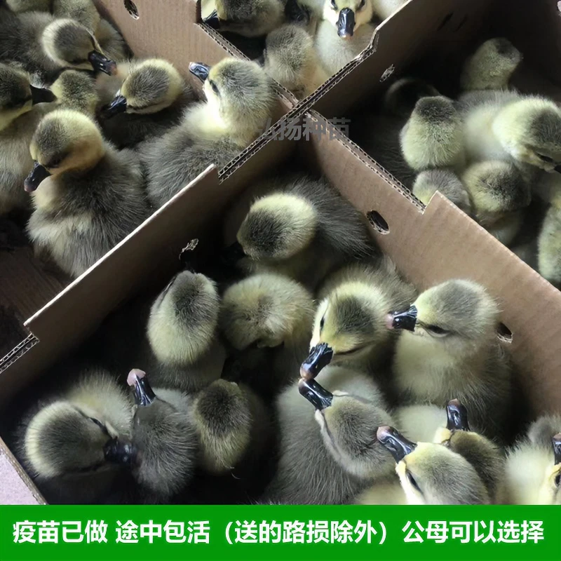 动物种苗灰鹅苗厂价直销鹅仔活苗鹅苗活体5只包邮