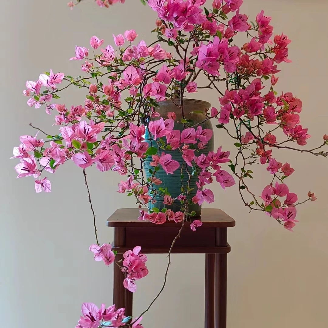 【一物一拍】三角梅-5E