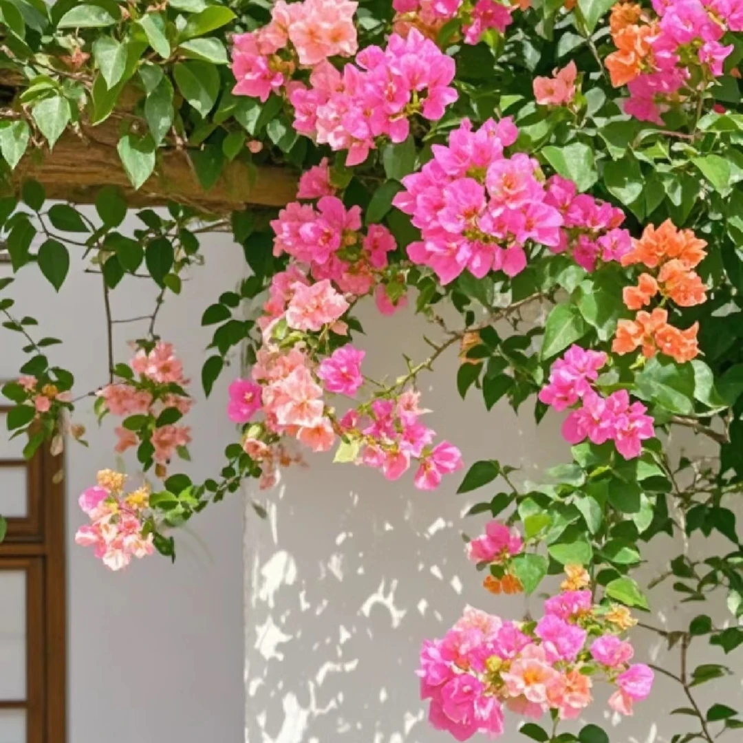 【一物一拍】-C-原盆原土发货老庄三角梅-3C-