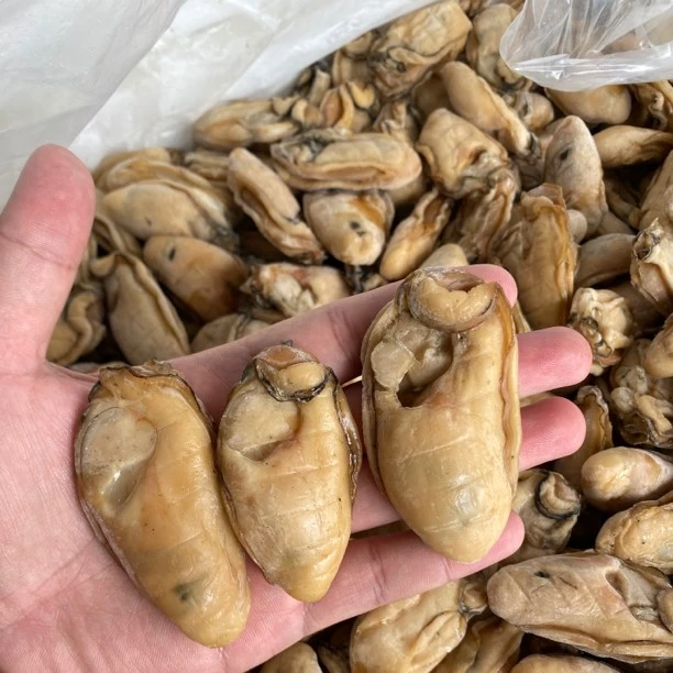 台山汶村金蚝 蚝豉干 20头 500克