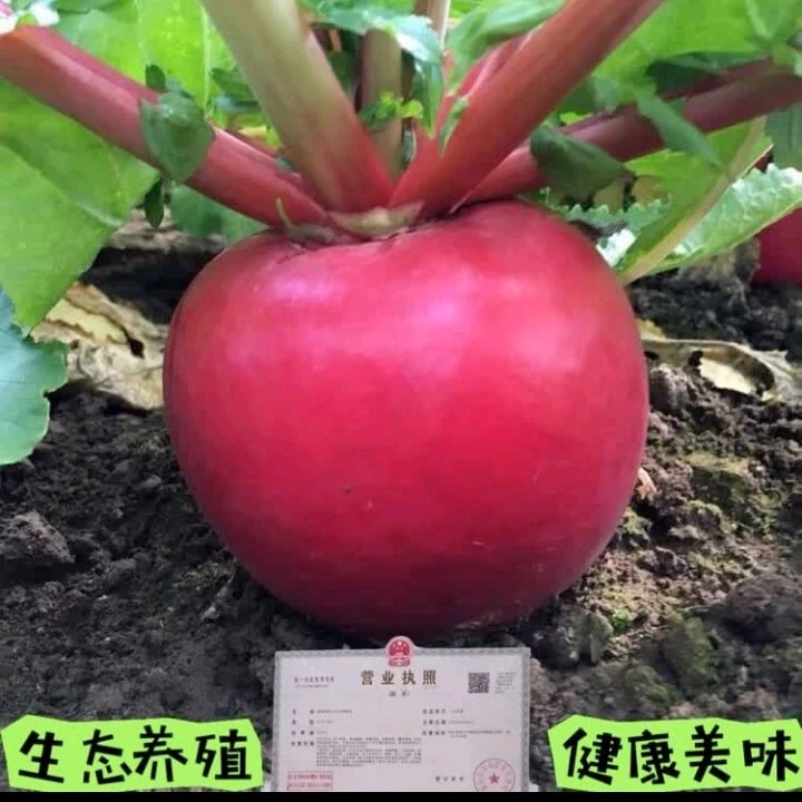 红萝卜新鲜红皮白肉露天种植农家土萝卜营养下饭菜原产地包邮
