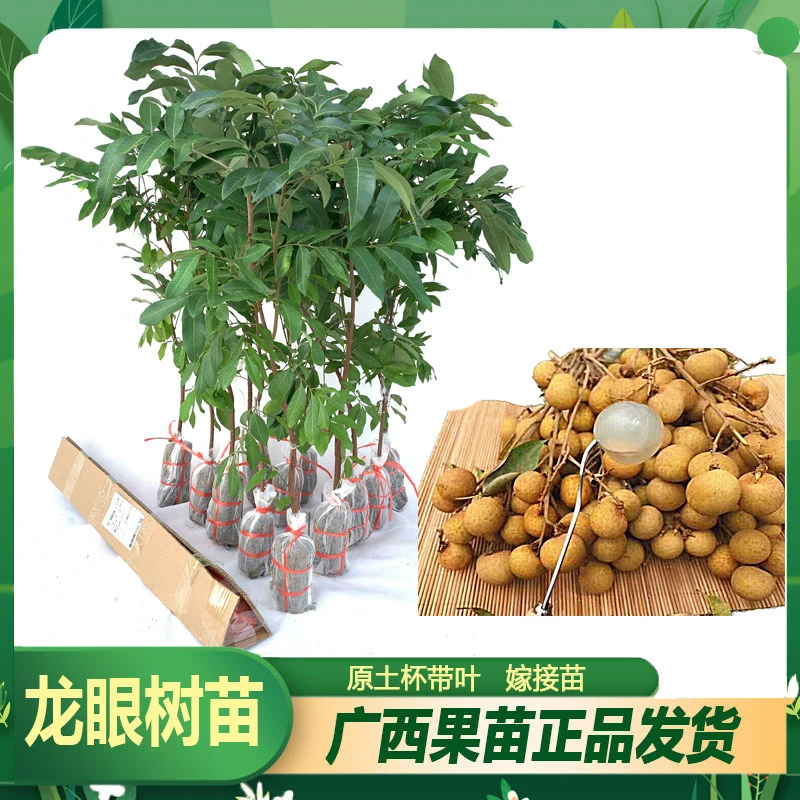 新品种四季龙眼树苗果苗大树纯甜石硖龙眼结果果树庭院种植发货