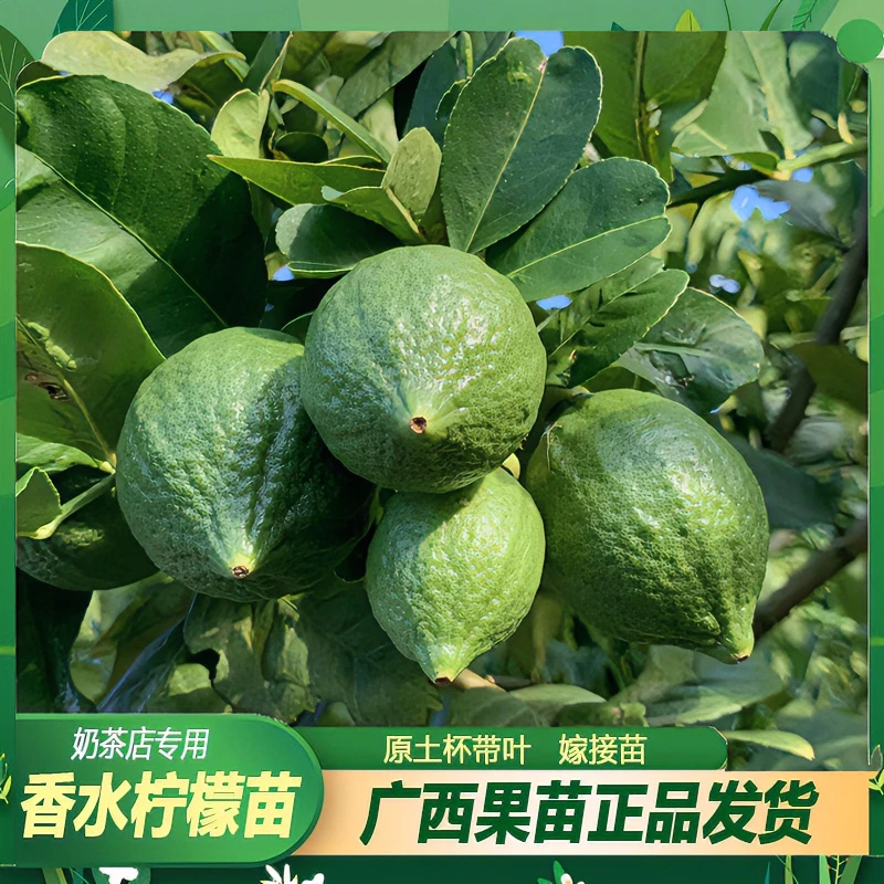 广东香水柠檬树苗盆栽四季结果简单包邮嫁接树苗养护种植无籽