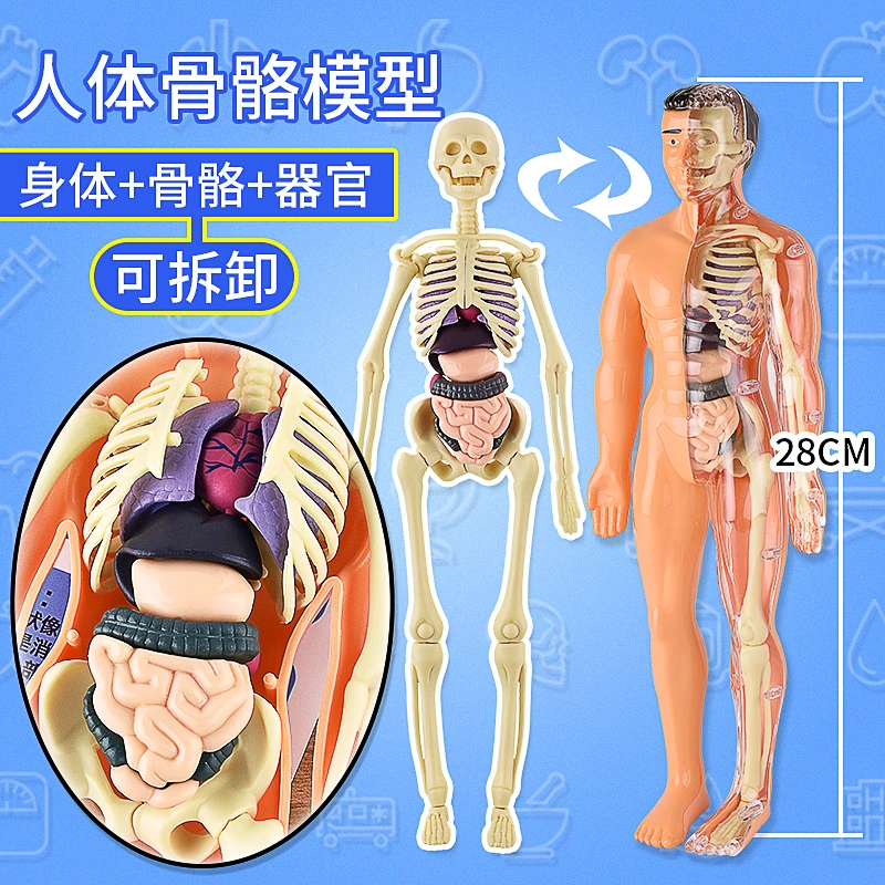新拼装模型 3D立体模型 人体模型 科教人体 人体构造