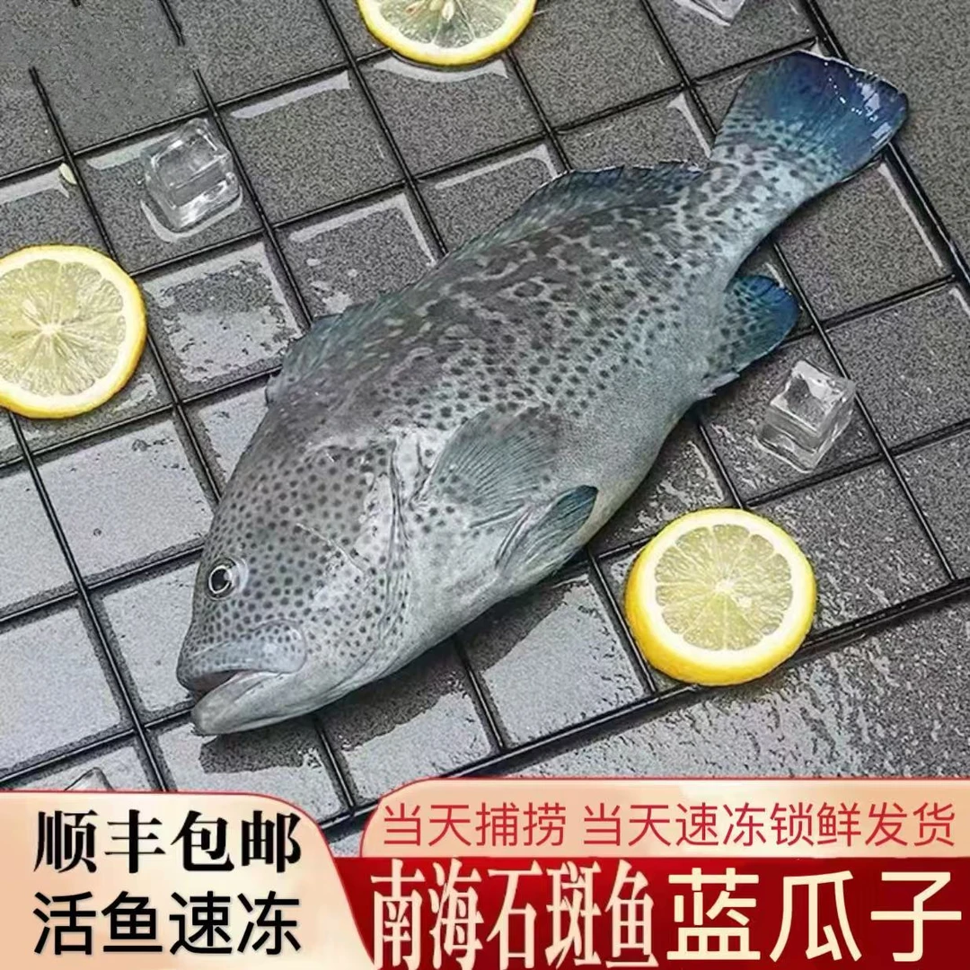 1.3斤-1.5斤/条 深海蓝瓜子石斑鱼 鲜活速冻锁鲜 顺丰发货