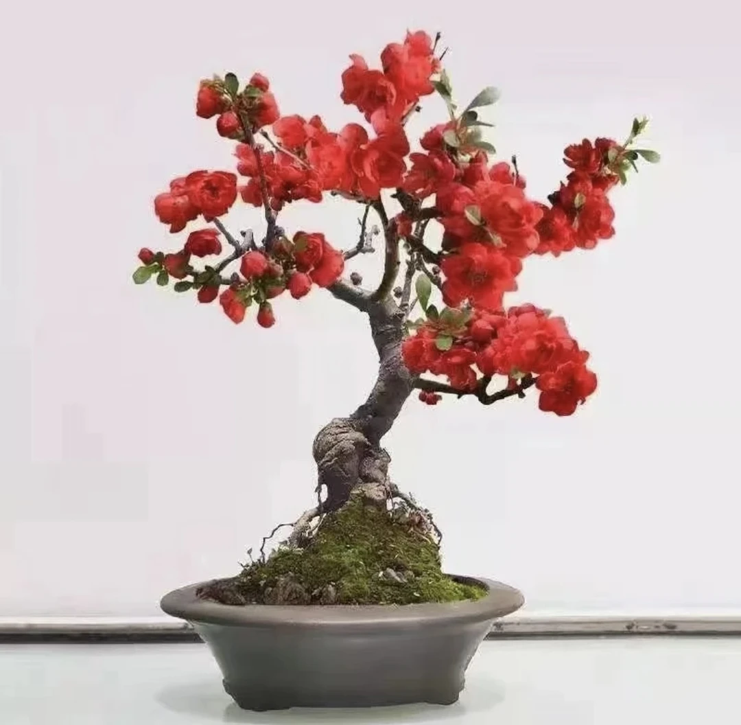 精品海棠（长寿冠）