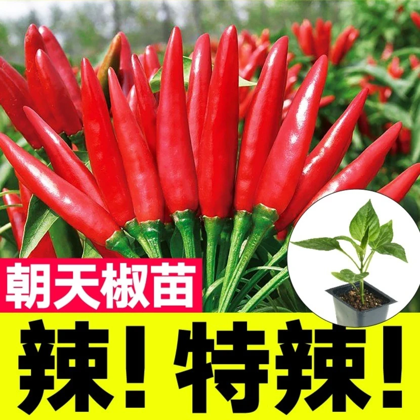 【山东寿光速发】压趴架烈焰朝天椒苗秧四季春秋高产蔬菜白玉小米