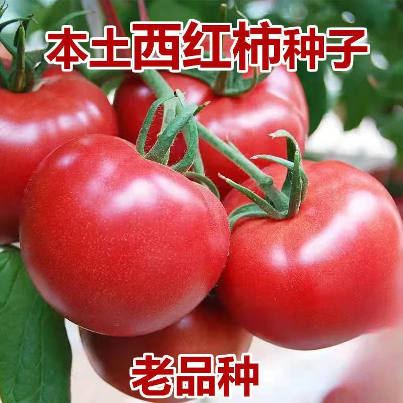 【山东寿光速发】农家大粉大番茄种苗大红四季毛粉柿子苗西红柿种植